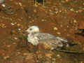 Goéland pontique Larus cachinnans