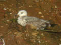 Goéland pontique Larus cachinnans