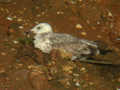 Goéland pontique Larus cachinnans