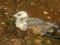 Goéland pontique Larus cachinnans