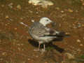 Goéland pontique Larus cachinnans