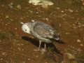 Goéland pontique Larus cachinnans