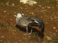 Goéland pontique Larus cachinnans