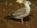 Goéland pontique Larus cachinnans