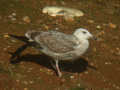 Goéland pontique Larus cachinnans