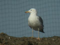 Goéland pontique Larus cachinnans