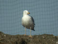 Goéland pontique Larus cachinnans