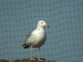 Goéland pontique Larus cachinnans