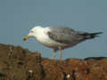 Goéland pontique Larus cachinnans