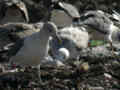 Goéland pontique Larus cachinnans