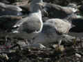 Goéland pontique Larus cachinnans