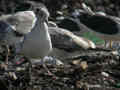 Goéland pontique Larus cachinnans