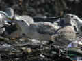 Goéland pontique Larus cachinnans