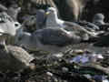 Goéland pontique Larus cachinnans