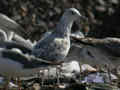 Goéland pontique Larus cachinnans