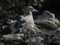 Goéland pontique Larus cachinnans