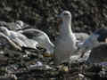 Goéland pontique Larus cachinnans