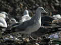 Goéland pontique Larus cachinnans