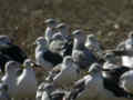 Goéland pontique Larus cachinnans