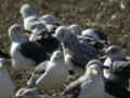 Goéland pontique Larus cachinnans