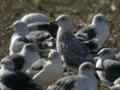 Goéland pontique Larus cachinnans