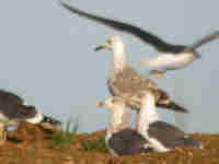 Goéland pontique Larus cachinnans