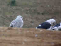 Goéland pontique Larus cachinnans