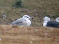 Goéland pontique Larus cachinnans