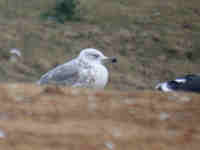 Goéland pontique Larus cachinnans