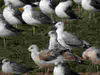 Goéland pontique Larus cachinnans