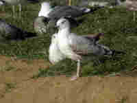 Goéland pontique Larus cachinnans