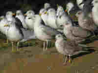 Goéland pontique Larus cachinnans