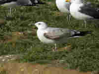 Goéland pontique Larus cachinnans