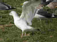 Goéland pontique Larus cachinnans