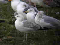 Goéland pontique Larus cachinnans