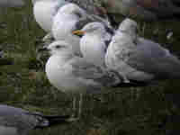 Goéland pontique Larus cachinnans