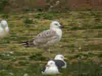 Goéland pontique Larus cachinnans