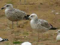 Goéland pontique Larus cachinnans