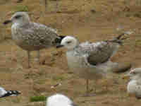 Goéland pontique Larus cachinnans