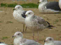 Goéland pontique Larus cachinnans