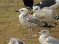 Goéland pontique Larus cachinnans