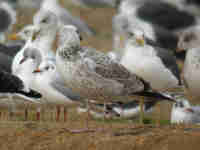 Goéland pontique Larus cachinnans