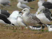 Goéland pontique Larus cachinnans