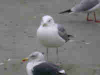 Goéland pontique Larus cachinnans