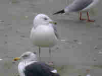 Goéland pontique Larus cachinnans