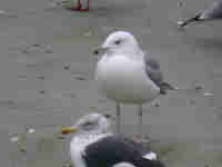 Goéland pontique Larus cachinnans