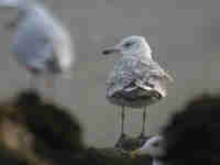 Goéland pontique Larus cachinnans