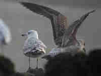 Goéland pontique Larus cachinnans