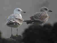 Goéland pontique Larus cachinnans