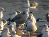 Goéland pontique Larus cachinnans